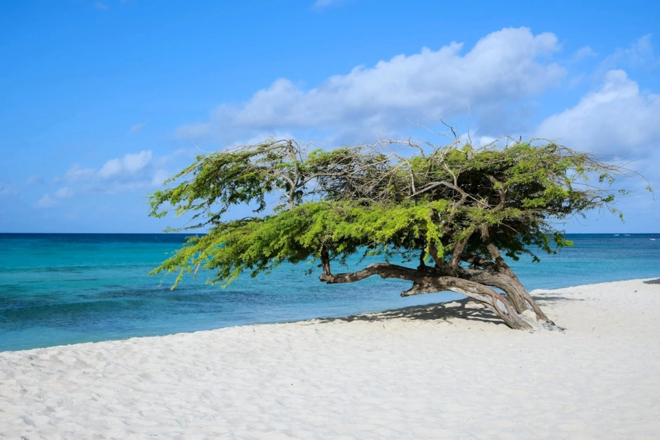 Aruba Yacht — Guide gallery — image 3 of 3