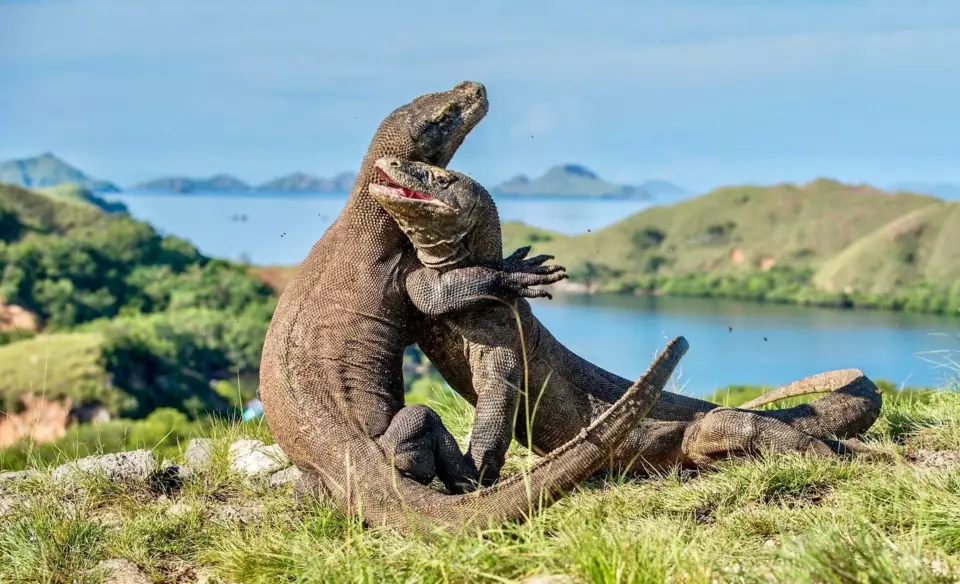 Komodo Yacht — Guide gallery — image 2 of 3