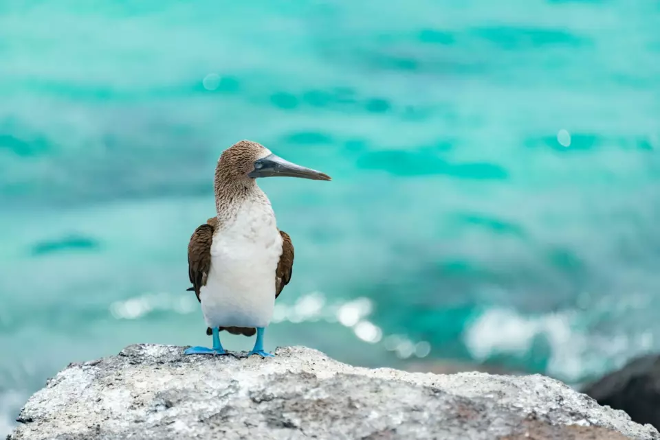 Galapagos Yacht — Itinerary gallery — image 3 of 3